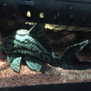 プレコ5匹里親募集