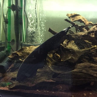 ブラックゴースト里親募集