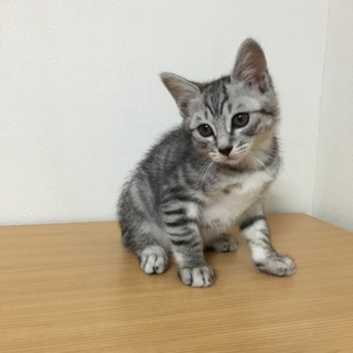 綺麗なサバトラのシュシュ君！