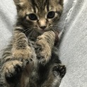 トラ柄仔猫の里親募集