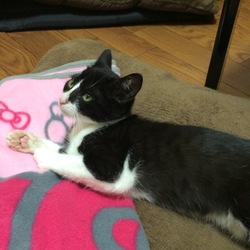 仔猫ちゃん お迎え♪