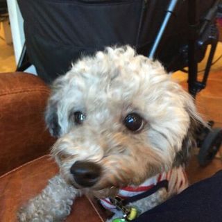 期限付きの保護犬だったトイプーちゃん！