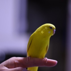 「今日のピー」サムネイル2