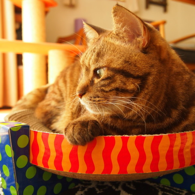 コモトクのカバー写真