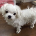 1歳マルチーズオス