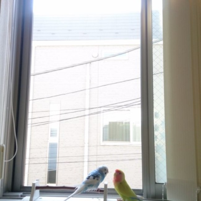 まりことりのカバー写真