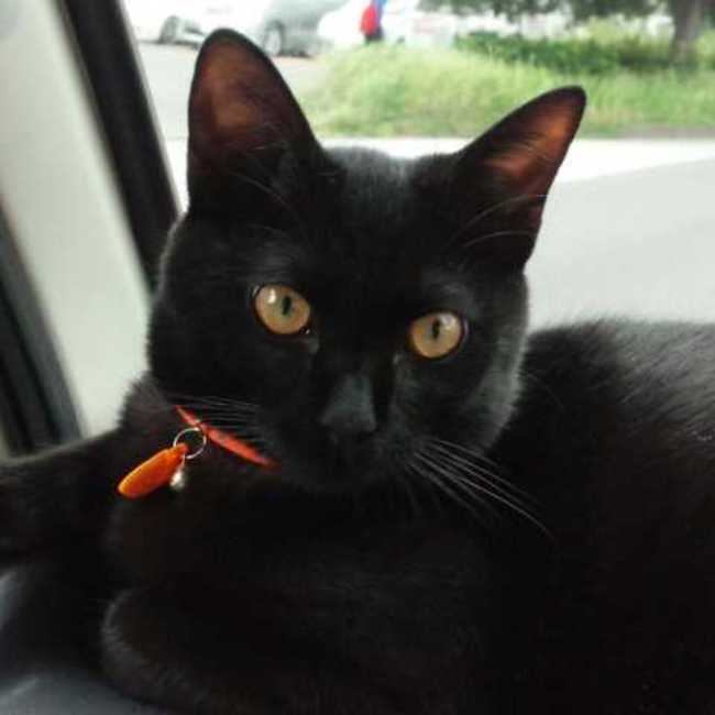 かなぱんだのカバー写真