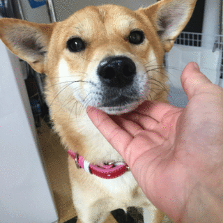 わこちゃん、いい子ですよ〜！