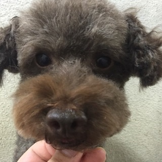 トイプードル＊オス＊へいくん