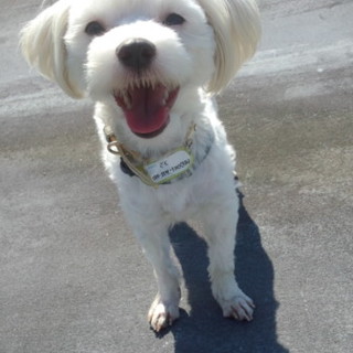 マルチーズ、仮名さく　ありがとうございました！