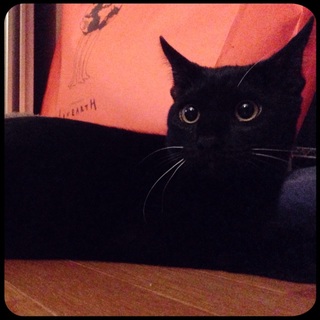 ☆元気いっぱいで人間大好き！愛情深い黒猫さん！