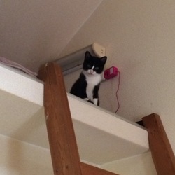 登れるの(￣▽￣)