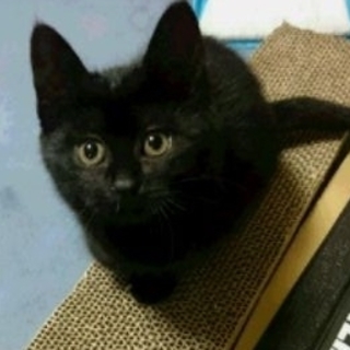 黒猫　メス　800ｇ！！公園にいました！！