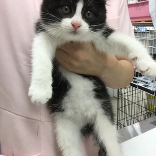 子猫の里親募集