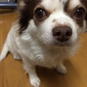 新しい家族を探しています。※血統書あります。