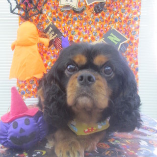 可愛いキャバリアちゃんの里親様を募集いたします！！