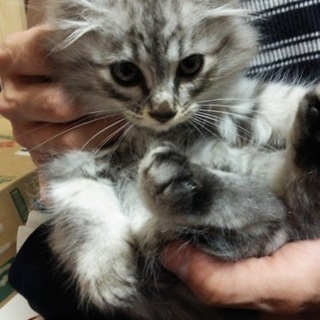 希望者さん殺到のため一時中断します