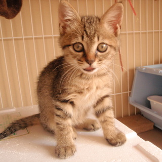 ボンネットから奇跡の脱出！健太君