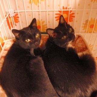 一緒に家族になれました♪シャロンとレオン♪