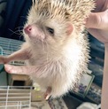 懐いているハリネズミ♂