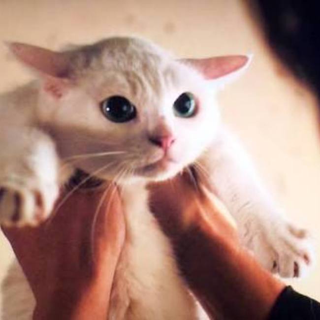 猫ザムライのカバー写真
