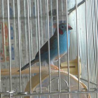 セイキチョウの里親募集