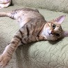 トサカ