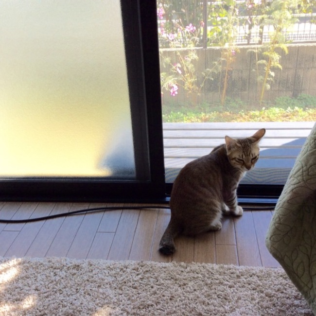 トサカのカバー写真