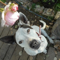 秋薔薇とポニョちゃんとキナコちゃん