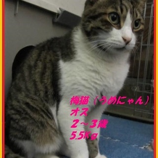 梅猫（うめにゃん）里親募集中