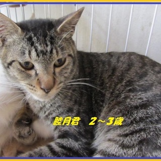 里親様大募集。子猫みたいな大人にゃんです