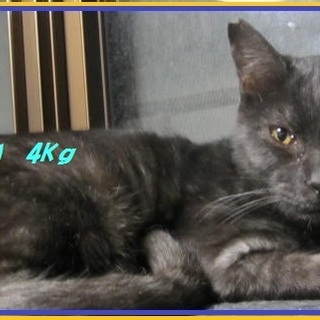 残りのニャン生を幸せに送らせて下さる方急募です