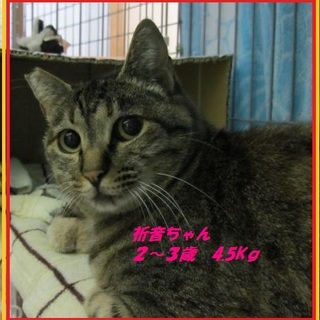 里親様大募集です。