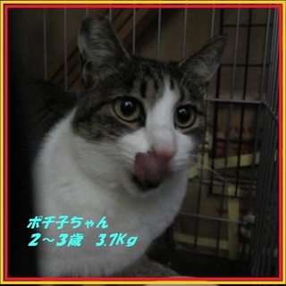 里親様大募集です