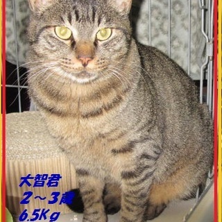 里親様大募集です