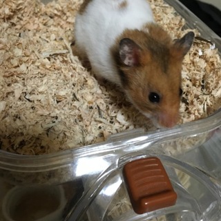 無事4匹とも里親様決まりました!!