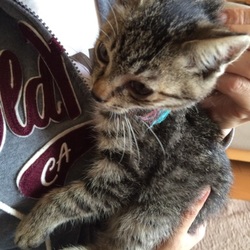 キャラメル君トライアル開始