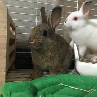 ミニウサギの里親が決まりました。