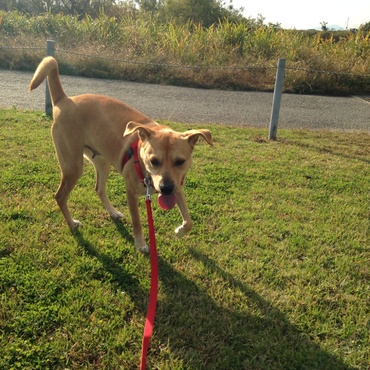 久々にワンコを連れて河川敷の公園に来ました。これもまた犬を飼う事が出来たから…お仲間がいっぱいで楽しかったです。