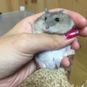 ジャンガリアンハムスター生後1ヶ月 