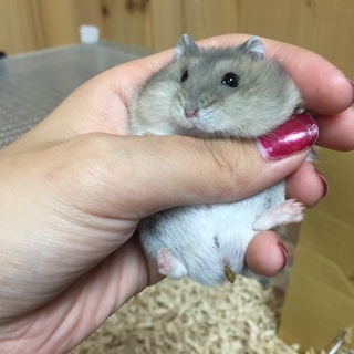 ジャンガリアンハムスター生後1ヶ月 