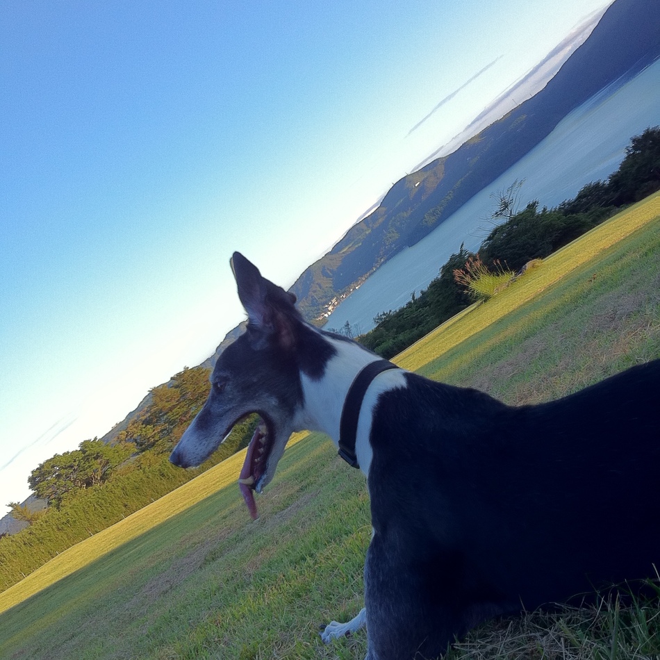 Magiqueのカバー写真