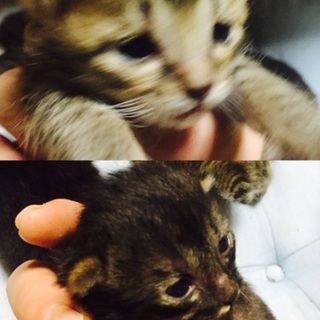 可愛がってくれる里親さん募集