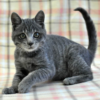 個性的なシマシマ！　ココアくん