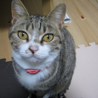 ものすごく人好きな女の子　捨て猫保護しました。