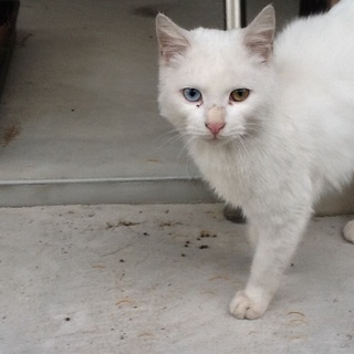 白猫 オッドアイ 超人懐っこい男の子です。