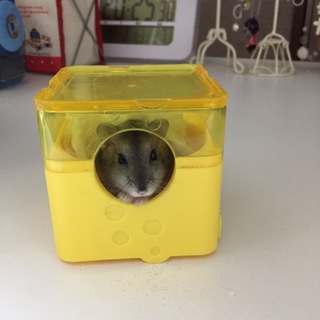 急募 ハムスター