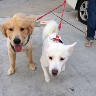 ゴールデンレトリーバーとハスキーの里親の募集です。