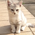 かわいいアメショ系の子猫（2ヶ月ぐらい）です☆