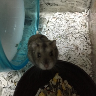 ジャンガリアンハムスター 急募